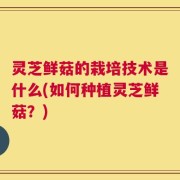 灵芝鲜菇的栽培技术是什么(如何种植灵芝鲜菇？)