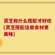 灵芝和什么搭配才好吃(灵芝搭配这些食材更美味)