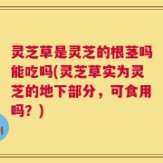 灵芝草是灵芝的根茎吗能吃吗(灵芝草实为灵芝的地下部分，可食用吗？)