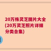 20万株灵芝图片大全(20万灵芝照片详细分类合集)