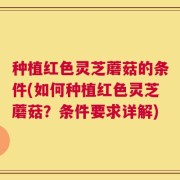 种植红色灵芝蘑菇的条件(如何种植红色灵芝蘑菇？条件要求详解)