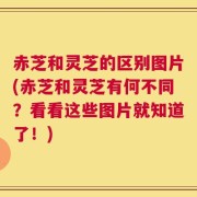 赤芝和灵芝的区别图片(赤芝和灵芝有何不同？看看这些图片就知道了！)