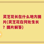 灵芝花长在什么地方图片(灵芝花在何处生长？图片解答)