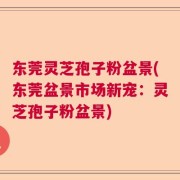 东莞灵芝孢子粉盆景(东莞盆景市场新宠：灵芝孢子粉盆景)