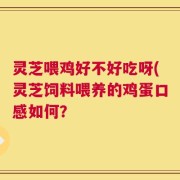 灵芝喂鸡好不好吃呀(灵芝饲料喂养的鸡蛋口感如何？