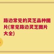 路边常见的灵芝品种图片(常见路边灵芝图片大全)