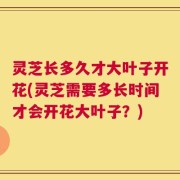 灵芝长多久才大叶子开花(灵芝需要多长时间才会开花大叶子？)