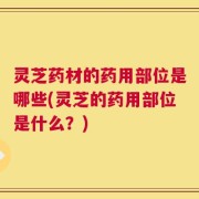 灵芝药材的药用部位是哪些(灵芝的药用部位是什么？)