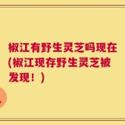 椒江有野生灵芝吗现在(椒江现存野生灵芝被发现！)