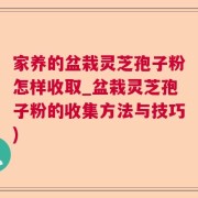 家养的盆栽灵芝孢子粉怎样收取_盆栽灵芝孢子粉的收集方法与技巧)