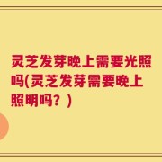 灵芝发芽晚上需要光照吗(灵芝发芽需要晚上照明吗？)