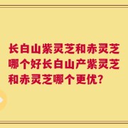长白山紫灵芝和赤灵芝哪个好长白山产紫灵芝和赤灵芝哪个更优？