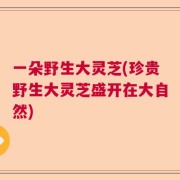 一朵野生大灵芝(珍贵野生大灵芝盛开在大自然)