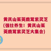 黄芪山茱萸鹿茸紫灵芝(强壮养生！黄芪山茱萸鹿茸紫灵芝大集合)