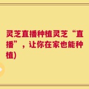 灵芝直播种植灵芝“直播”，让你在家也能种植)