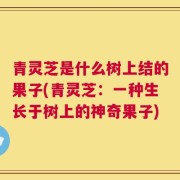 青灵芝是什么树上结的果子(青灵芝：一种生长于树上的神奇果子)