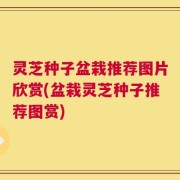 灵芝种子盆栽推荐图片欣赏(盆栽灵芝种子推荐图赏)
