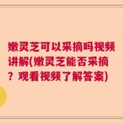 嫩灵芝可以采摘吗视频讲解(嫩灵芝能否采摘？观看视频了解答案)