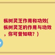 枞树灵芝作用和功效(枞树灵芝的作用与功效，你可曾知晓？)
