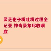 灵芝孢子粉吐粉过程全记录 神奇景象尽收眼底