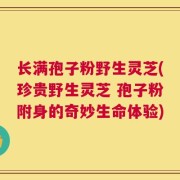长满孢子粉野生灵芝(珍贵野生灵芝 孢子粉附身的奇妙生命体验)