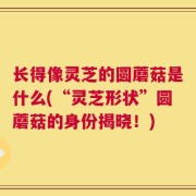 长得像灵芝的圆蘑菇是什么(“灵芝形状”圆蘑菇的身份揭晓！)