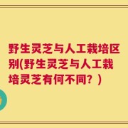 野生灵芝与人工栽培区别(野生灵芝与人工栽培灵芝有何不同？)
