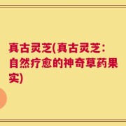真古灵芝(真古灵芝：自然疗愈的神奇草药果实)