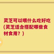 灵芝可以喂什么吃好吃(灵芝适合搭配哪些食材食用？)