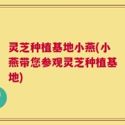 灵芝种植基地小燕(小燕带您参观灵芝种植基地)