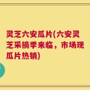 灵芝六安瓜片(六安灵芝采摘季来临，市场现瓜片热销)