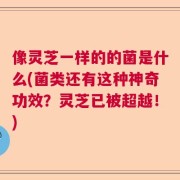 像灵芝一样的的菌是什么(菌类还有这种神奇功效？灵芝已被超越！)