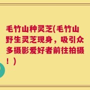 毛竹山种灵芝(毛竹山野生灵芝现身，吸引众多摄影爱好者前往拍摄！)