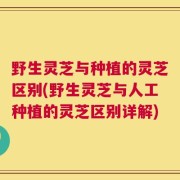 野生灵芝与种植的灵芝区别(野生灵芝与人工种植的灵芝区别详解)