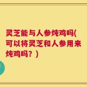 灵芝能与人参炖鸡吗(可以将灵芝和人参用来炖鸡吗？)