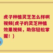 虎子种植灵芝怎么样啊视频(虎子的灵芝种植效果视频，助你轻松掌握！)