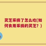 灵芝采摘了怎么吃(如何食用采摘的灵芝？)