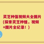 灵芝种值视频大全图片(探索灵芝种植，视频+图片全纪录！)