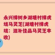 永兴樟树乡湖塘村樟虎垅马灵芝(湖塘村樟虎垅：滋补佳品马灵芝丰收)