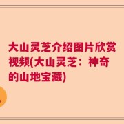 大山灵芝介绍图片欣赏视频(大山灵芝：神奇的山地宝藏)