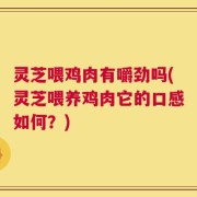 灵芝喂鸡肉有嚼劲吗(灵芝喂养鸡肉它的口感如何？)