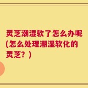 灵芝潮湿软了怎么办呢(怎么处理潮湿软化的灵芝？)