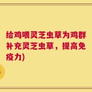 给鸡喂灵芝虫草为鸡群补充灵芝虫草，提高免疫力)