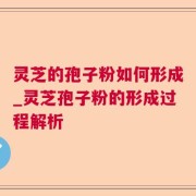 灵芝的孢子粉如何形成_灵芝孢子粉的形成过程解析