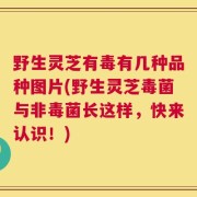 野生灵芝有毒有几种品种图片(野生灵芝毒菌与非毒菌长这样，快来认识！)