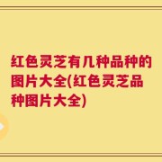 红色灵芝有几种品种的图片大全(红色灵芝品种图片大全)