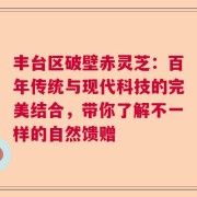 丰台区破壁赤灵芝：百年传统与现代科技的完美结合，带你了解不一样的自然馈赠