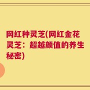 网红种灵芝(网红金花灵芝：超越颜值的养生秘密)