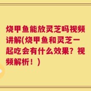 烧甲鱼能放灵芝吗视频讲解(烧甲鱼和灵芝一起吃会有什么效果？视频解析！)