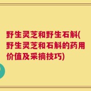 野生灵芝和野生石斛(野生灵芝和石斛的药用价值及采摘技巧)